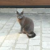 Picture of cat lost at Mezieres Sur Seine
