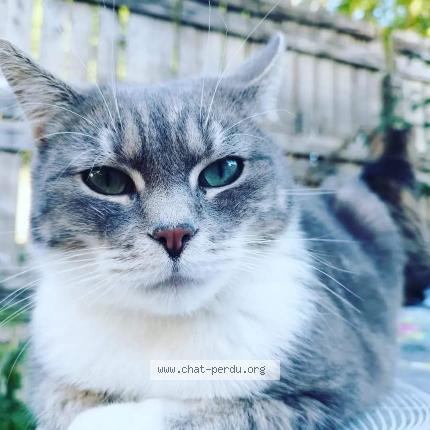 Foto 1/1 Kat teruggevonden Vermist in Colfontaine