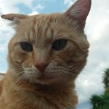 Picture of cat lost at Perpignan