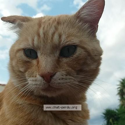 Photo 1/1 Toffee H. Chat lost in Perpignan