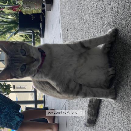 Lost cat gold coast discount