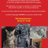 Picture of cat lost at Avignon