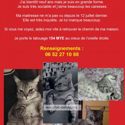 Photo 1/1 Zéphyr Chat lost in Avignon