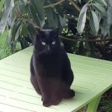 Picture of cat lost at Plobannalec Lesconil