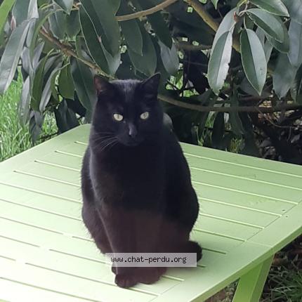 Photo 1/1 Simba Chat lost in Plobannalec lesconil