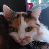 Picture of cat lost at Villiers Saint Frederic