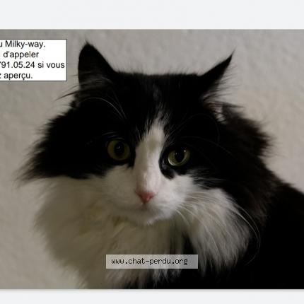 Foto einer verlorenen Katze in Domdidier