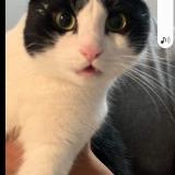 Picture of cat lost at Theix Noyalo