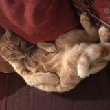 Picture of cat lost at Castirla