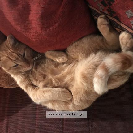 Photo 1/1 Cat reunited Lost in Castirla