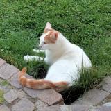 Picture of cat lost at Arthaz Pont Notre Dame