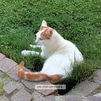 Photo 1/1 Oscar Chat lost in Arthaz pont notre dame