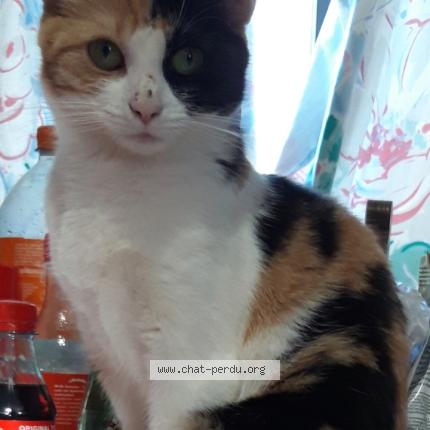 Foto van vermiste kat in Anderlecht