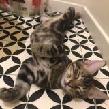 Picture of cat lost at Montpellier