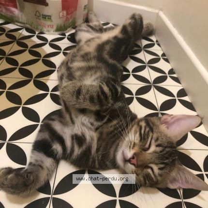 Photo 1/1 Cat reunited Lost in Montpellier