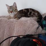 Picture of cat lost at Cambon