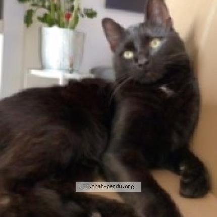 Photo 1/1 Kenzo Chat lost in Revin