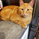 Picture of cat lost at Villemomble