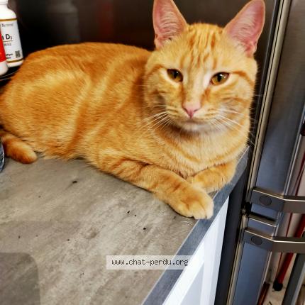 Photo 1/1 Tigrou Chat lost in Villemomble