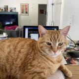 Picture of cat lost at Marigny Brizay