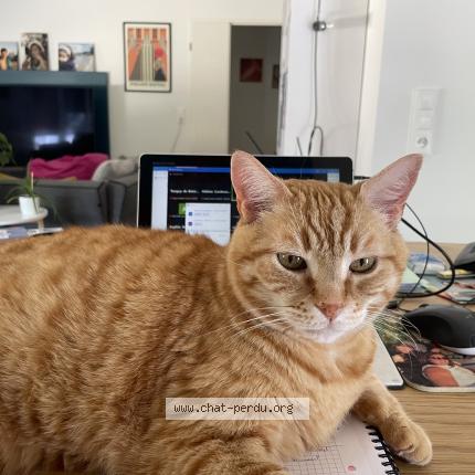 Photo 1/1 Tonnerre Chat lost in Marigny brizay