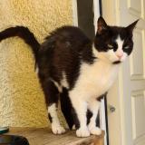 Picture of cat lost at Montpellier