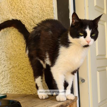 Photo 1/1 Pomponette Chat lost in Montpellier