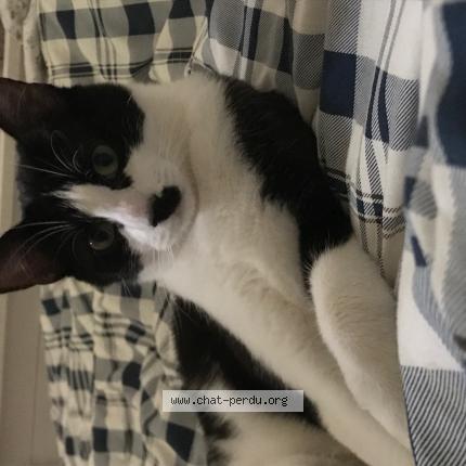 Photo 1/1 mousty Chat lost in La ferte sous jouarre