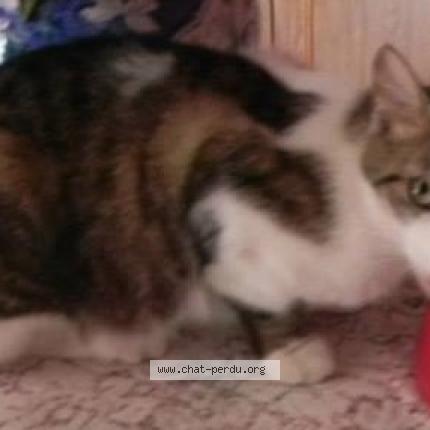 Photo 1/1 Miyaké Chat lost in Saint jean de valeriscle