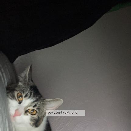 Picture of cat lost at Rupert