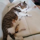 Picture of cat lost at Eyrans