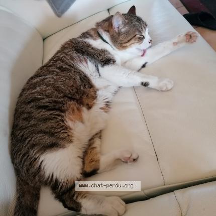 Photo 1/1 Mimi Chat lost in Eyrans