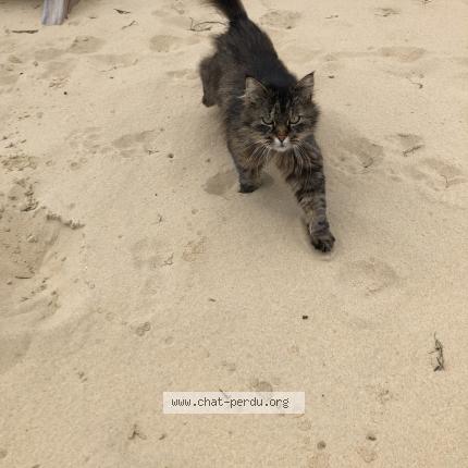 Photo 1/1 Minette Chat lost in Lommoye