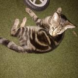 Picture of cat lost at Argenteuil