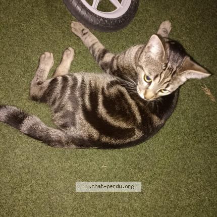 Photo 1/1 Chopper Chat lost in Argenteuil