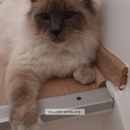 Foto van vermiste kat in Berchem Sainte Agathe