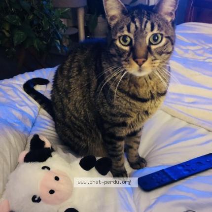 Photo 1/1 Angel Chat lost in Saint quentin sur le homme