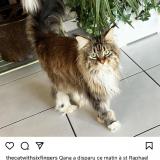 Picture of cat lost at St Raphael