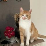 Picture of cat lost at Fleac