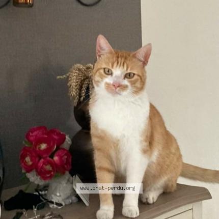 Photo 1/1 Crounchy Chat lost in Fleac