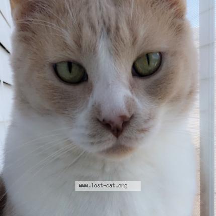 Picture of cat lost at Tucson