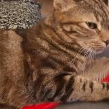 Picture of cat lost at Escalquens