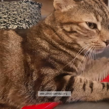 Photo 1/1 Eywa Chat lost in Escalquens