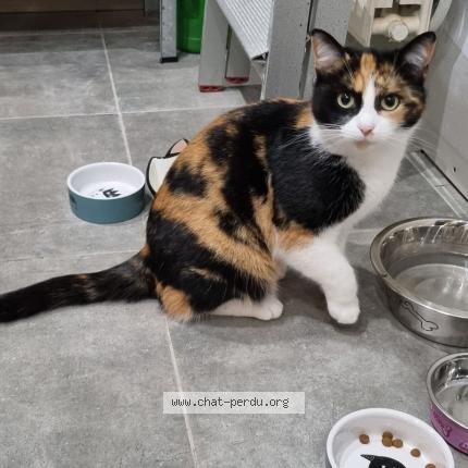 Foto van vermiste kat in Angleur