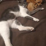 Picture of cat lost at Valreas