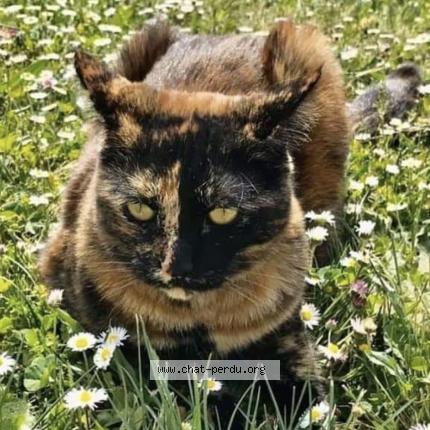 Photo 1/1 Brioche Chat lost in L isle d abeau