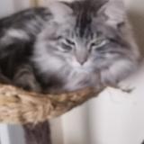 Picture of cat lost at Taninges