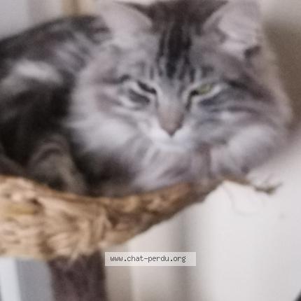 Photo 1/1 Sunny Chat lost in Taninges