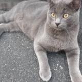 Picture of cat lost at Bergerac