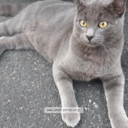 Photo 1/1 GRISOU Chat lost in Bergerac